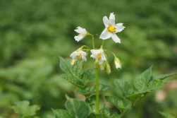 Nadzieja dla producentów ziemniaków walczących z zarazą