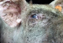 Bioasekuracja w praktyce? Przyczepa z odchodami jechała przez Wielkopolskę