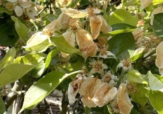 Związek Sadowników RP chce szybkiego szacowania strat