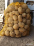 Sprzedam ziemniaki pakowane w worki po 15 cena za worek 6zl. Odmiana otolia i Soraya. Ziemniaki robione na sicie 45mm. Możliwa dużo...