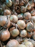 Sprzedam okolo 4tony ładnej cebuli na worek więcej informacji pod telefonem 
