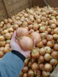 Sprzedamy cebule 850 ton jakość marketowa . Wysortowana obcięta kaliber do uzgodnienia worek big bag 