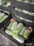 Sprzedam kapustę pekińską kaliber 0,8-2kg 
