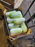 Sprzedam kapustę pekinska. Jakość marketowa. Duże ilości. Towar zdrowy bez robaka. Szykowany pod klienta. 
