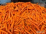 Sprzedam drobną marchewkę. Dostępne 5 ton. Cena:  luz- 0,40, worek 10 kg.  - 0,50. Zapraszam 
