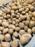 Sprzedam Ziemniaki żółte Gala 45+ do pakowania, mycia lub obierania, big bag  ilości tirowe 