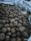 Sprzedam ziemniaki Riviera Catania Ignacy kal 3-5. Opakowanie oraz cena do uzgodnienia. 