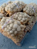 Sprzedam ziemniaki jadalne Melody kaliber 50+ towar z jasnej ziemi zdrowy czysty starannie wysortowany opakowania worek 15kg BB lub luz 