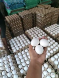Fresh Chicken table eggs for sale 