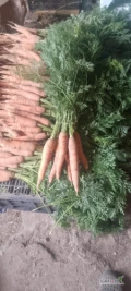 Sprzedam marchew w pęczkach  możliwość dostawy odmiana Koral okolice Płońska 