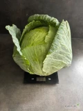 Sprzedam kapustę terminator . Zapraszam 