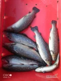 Pstrąg Tęczowy żywy średnia 550g/szt w cenie hurt 16zł/kg