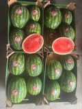 Sprzedam arbuza odmiana melia ilości hurtowe 
