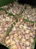 Sprzedam czosnek ...