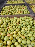 Sprzedam jabłko golden ilość około 60 ton jabłko z KA po freszu w skrzyni jakieś 90% od 65mm . Oraz gala must ilość około 12ton . 