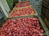 Zakupię jabłka odmian czerwonych za wagę w skrzyni, kal. 55-75, cena do uzgodnienia.  Ilości tirowe , płatność gotówka , przelew....