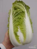 Sprzedam kapuste pekińską 0.5-1.5 kg 