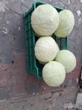 Sprzedam kapustę odmiany Profesor.Kapusta płaska gołąbkowa.Kapusta kaliber 1,5 kg-4kg.Kapusta czysta.