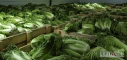 Witam mam do zaoferowania kapustę pekińską towar chłodnia jakość marketowa, kaliber 0,4 do 1 kg