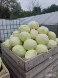 Sprzedam kapustę białą, odmiany Ambrosia, Report, Passat. Ładne główki 4-8kg. Możliwość szatkowania