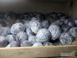 Sprzedam kapuste czerwona z nalotem woskowym kal.1-3kg opakowanie karton box