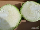 Sprzedam ilości tirowe kapusty białej. Waga powyżej 2 kg. 
