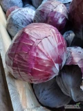 Sprzedam kapustę czerwona 1-2,5kg. Ostatnie dwie tony.  Zapakuje w kartonbox lub worek 
