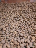 Nawiążemy współpracę z producentami ziemniaków. Ilości tirowe, pakowane w big bag, worek szyty. Płatność natychmiastowo, duże...