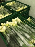 Sprzedam cebule ze szczypiorem stała współpraca duże ilości.