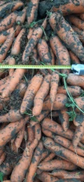 Sprzedam marchew odmiana Brava gruba kopana za nać nieoglowiona.