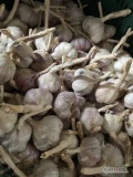 Sprzedam czosnek zimowy Harnaś w lecie lub oczyszczony sprzedaż na kilogramy więcej info pod numerem telefonu 