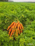 Sprzedam Marchew 1500 ton nerac z jasnej ziemi  zintegrowana produkcja