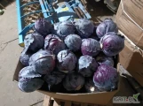 Sprzedam kapustę czerwoną kaliber 1.2-2.5kg brak pozostałości 