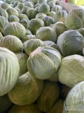 Sprzedam kapustę marketową oraz na przemysł, różne odmiany, odbiór bezpośrednio od producenta 20-388 okolice Lublina lub z...