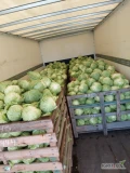 Sprzedam kapustę młodą na główki lub kilogramy, główki o wadze powyżej 2 kg, opakowanie i cena do uzgodnienia. Możliwy transport 