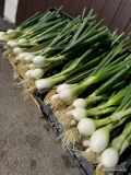 Sprzedam cebulę cukrową na pęczki jak i na kilogramy cena do dogadania zależna od ilość 