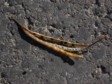 KZPRiRB: Glifosat zakazany w desykacji rzepaku