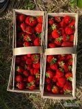Sprzedam 1000 koszy pięknej truskawki odmiana verdi. Świeżo rwana w nowy koszyk
