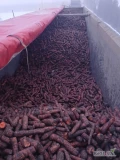 Sprzedam marchew świeżą, ogłowioną, duży kaliber, najlepsza jakość - pochodząca z 1 klasy czarnoziemów. Ilości tirowe. Cena do...