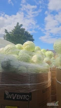 Witam sprzedam kapuste białą ,czerwoną ,płaską ,włoską przemysł i market szykowaną w karton box ilości tirowe zainteresowanych...