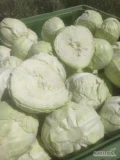 Sprzedam kapustę białą odm Jaguar waga 3kg+ ilości cało samochodowe i mniejsze pakowanie do uzg możliwość schłodzenia przed...