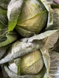 Sprzedam kapustę białą. Kaliber 2,5-4 kg 
