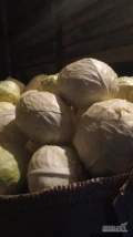 Witam sprzedam kapustę białą na przemysł ilość ok 7ton kapustą 1.2kg + 