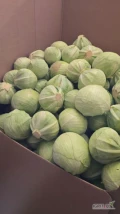 Sprzedam kapusta biała świeża rozmiar marketowy oraz kapusta z chłodni do  przetwórstwa. Ilości całopojazdowe z dostawą. Import. W...