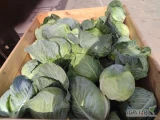 Sprzedam kapustę "kamienna głowa" , twarde zwięzłe główki, idealne do kiszenia i na surówki. Ilość 12-13ton.