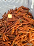 Sprzedam marchew kaliber 3+, odmiana bermuda. Ilości tirowe, możliwość pakowania w big bagi. Posiadamy gobal gap.
