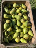 Sprzedam gruszkę przemysłową  odmiana xenia ok30 ton 