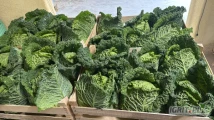 Sprzedam kapustę włoską kaliber marketowy.