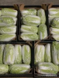 Sprzedam bardzo ładną kapustę pekińską na gotowo. 7 sztuk w kartonie 10kg. 