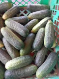 Ogórek gruntowy. Cena 6 zł/kg.